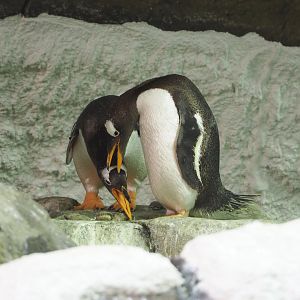 Subantarctic gentoo penguins (Pygoscelis papua papua), 2022-06-28