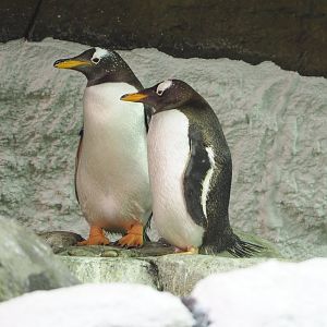 Subantarctic gentoo penguins (Pygoscelis papua papua), 2022-06-28