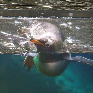 Swimming Subantarctic gentoo penguin (Pygoscelis papua papua), 2022-06-28