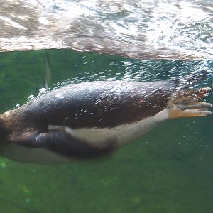 Subantarctic gentoo penguins (Pygoscelis papua papua), 2022-06-28