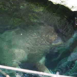Pacific walrus (Odobenus rosmarus divergens) under water surface, 2022-06-28