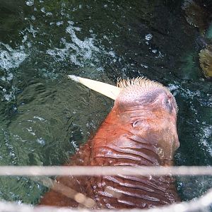 Pacific walrus (Odobenus rosmarus divergens), 2022-06-28