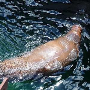 Pacific walrus (Odobenus rosmarus divergens) swimming, 2022-06-28