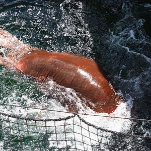 Pacific walrus (Odobenus rosmarus divergens) diving, 2022-06-28