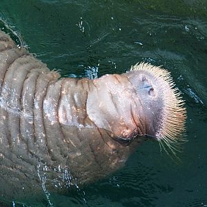 Pacific walrus (Odobenus rosmarus divergens), 2022-06-28