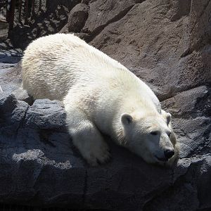 Polar bear (Ursus maritimus), 2022-06-28