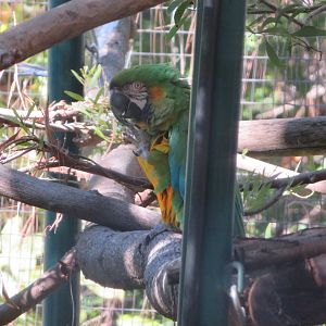 Hybrid Macaw