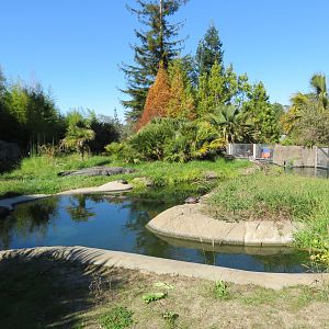 American Alligator Exhibit