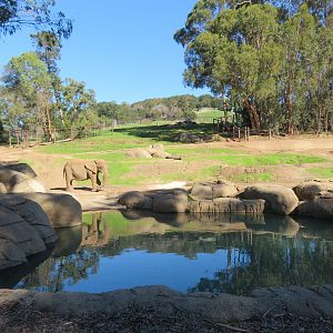 African Elephant Exhibit