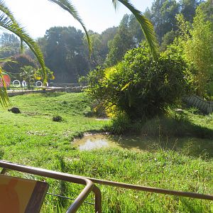 Aldabra Tortoise Exhibit