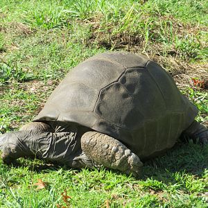 Aldabra Tortoise