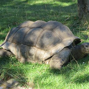 Aldabra Tortoise