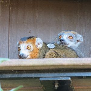 Crowned Lemurs