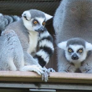 Ring-tailed Lemurs