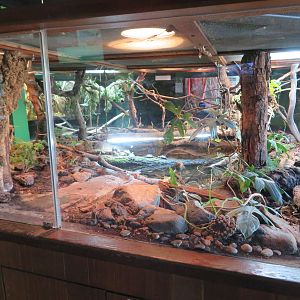 North American Herp Exhibit (3 Species)