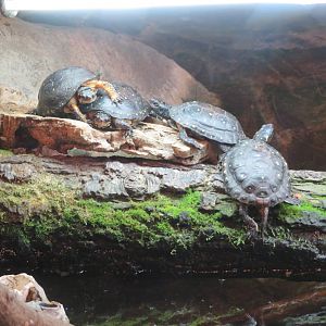 Spotted Turtles