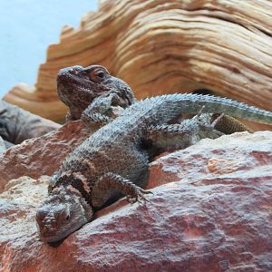 Blue Spiny Lizard and Chuckwalla