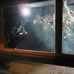 Golden Silk Spider Exhibit