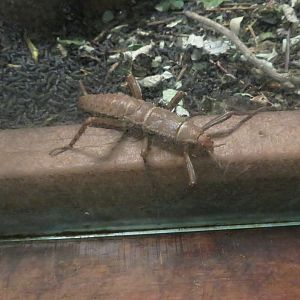 New Guinea Walking Stick