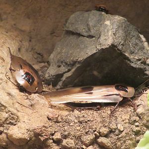 Giant Cockroach