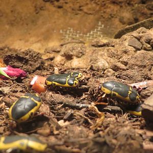 Garden Fruit Chafers