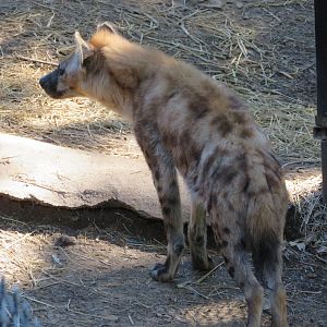 Spotted Hyena