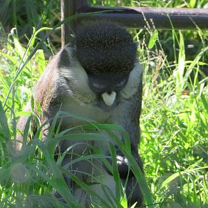Schmidt's Red-tailed Monkey