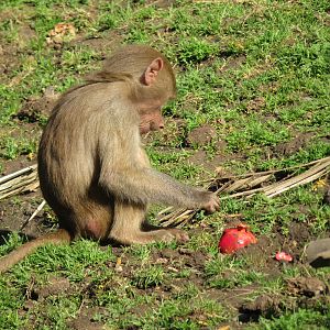 Baby Hamadryas Baboon