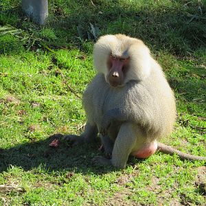 Male Hamadryas Baboon
