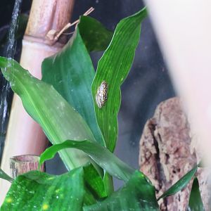 Starry Night Reed Frog