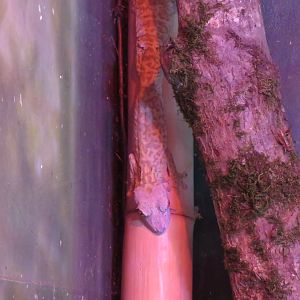 Henkel's Leaf-tailed Gecko