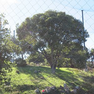 California Condor Aviary