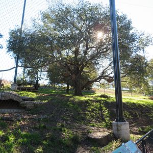 Mountain Lion Exhibit