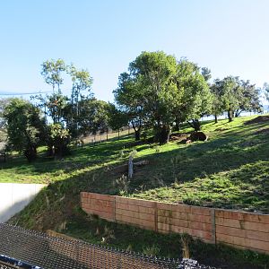 American Black Bear Exhibit