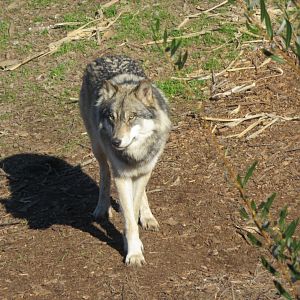 Gray Wolf