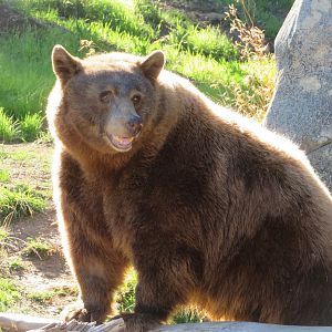 Cinnamon Black Bear
