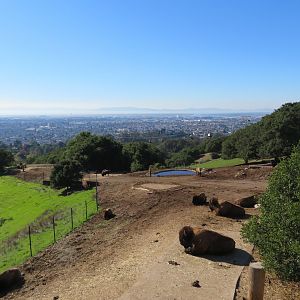 American Bison Paddock