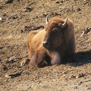 American Bison
