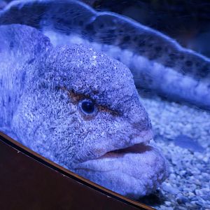 Wolf Eel (Anarrhichthys ocellatus)