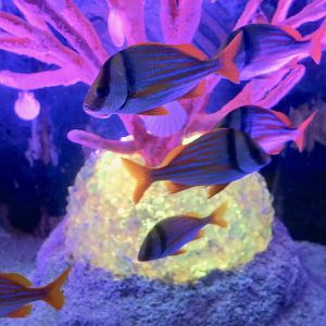 Porkfish (Anisotremus virginicus)