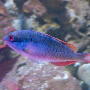 Redband Parrotfish (Sparisoma aurofrenatum)