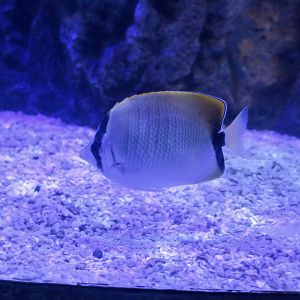 Reef Butterflyfish (Chaetodon sedentarius)