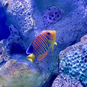 Royal Angelfish (Pygoplites diacanthus)