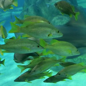 Schoolmaster Snapper (Lutjanus apodus)