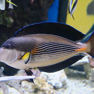 Sohal Tang (Acanthurus sohal)