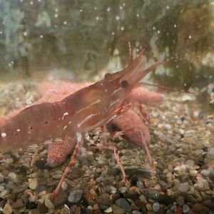Spot Prawn (Pandalus platyceros)
