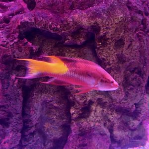 Spotfin Hogfish (Bodianus pulchellus)