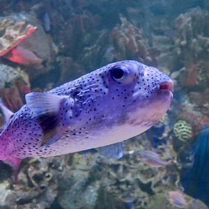 Spotfin Porcupinefish (Diodon hystrix)
