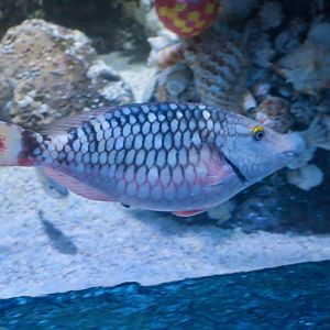 Stoplight Parrotfish (Sparisoma viride)