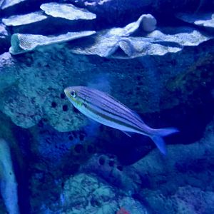 Striped Grunt (Haemulon striatum)